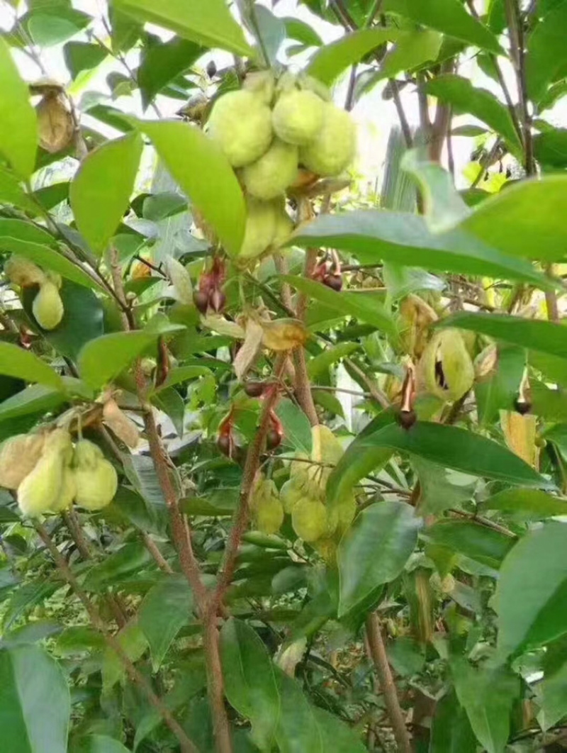 沉香种子国家二级保护植物