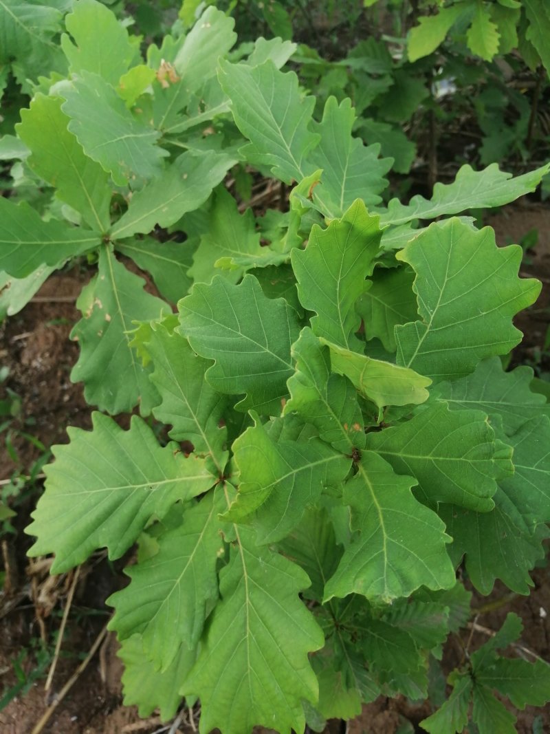 蒙古栎杯苗2020年秋季苗木预订