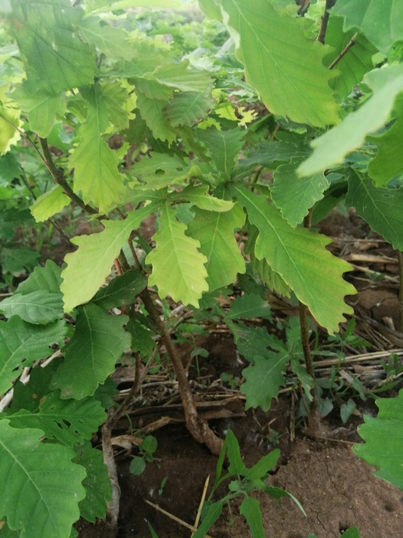 蒙古栎杯苗2020年秋季苗木预订