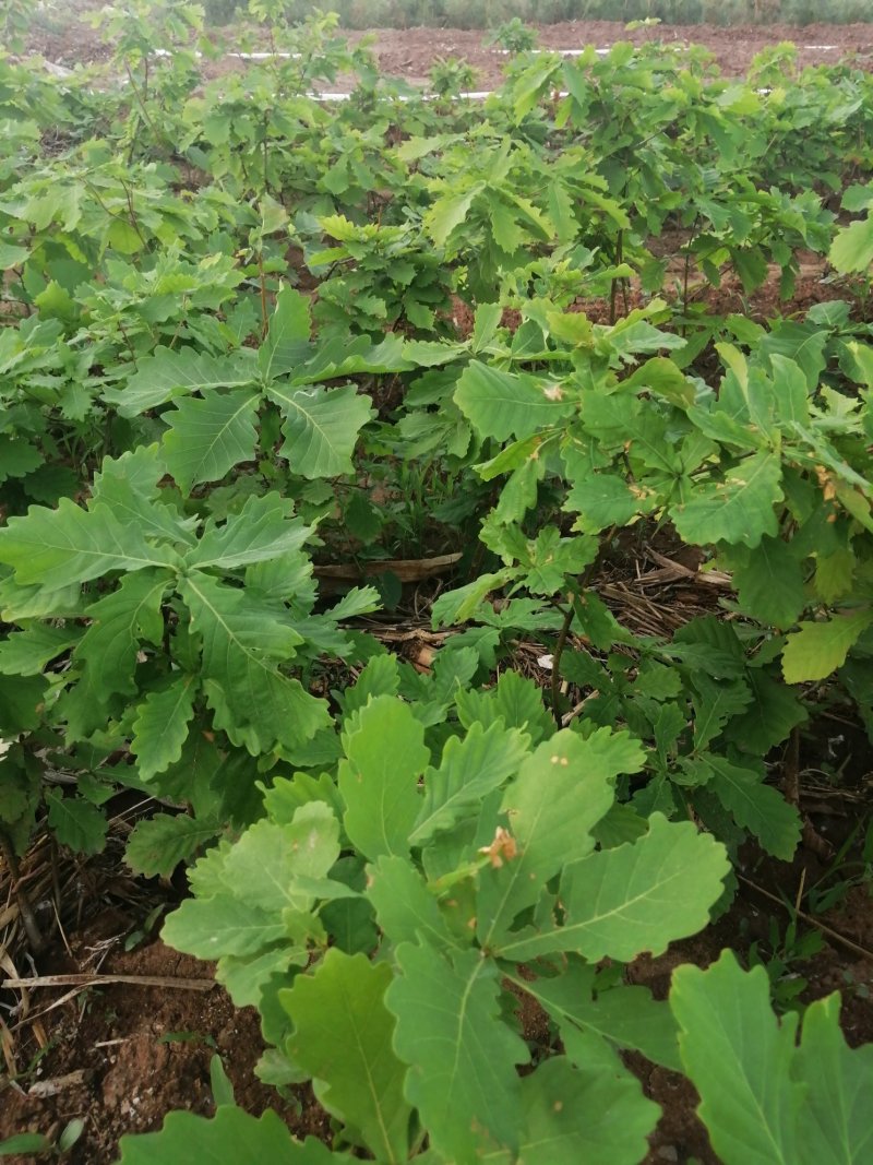 蒙古栎杯苗2020年秋季苗木预订
