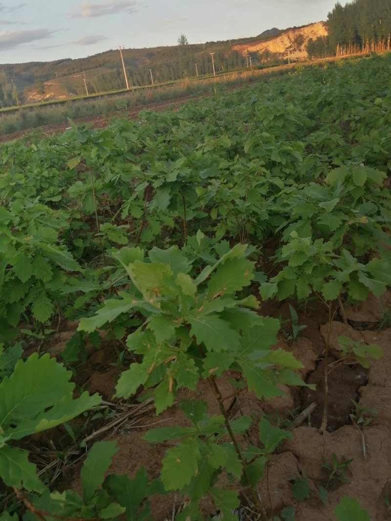 蒙古栎杯苗2020年秋季苗木预订