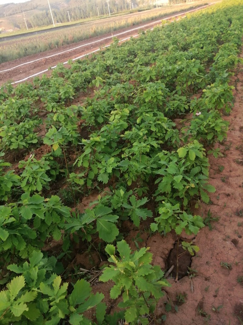 蒙古栎杯苗2020年秋季苗木预订