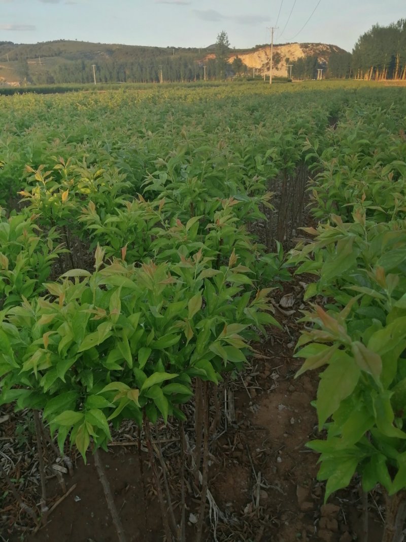 蒙古栎杯苗2020年秋季苗木预订
