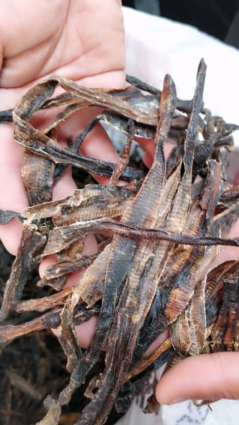 地龙中药材！规格其全大货供应一手货源价格优。