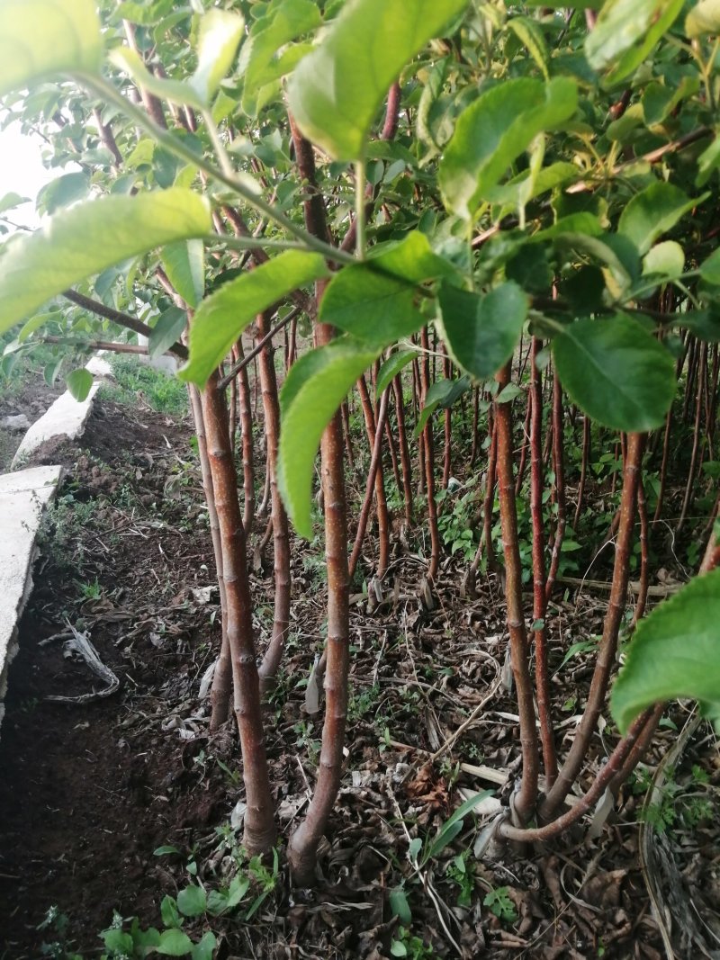 寒富苹果苗2020年秋季苗木预订