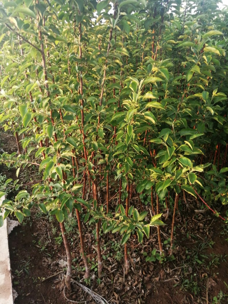 寒富苹果苗2020年秋季苗木预订