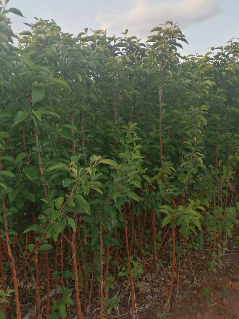 寒富苹果苗2020年秋季苗木预订