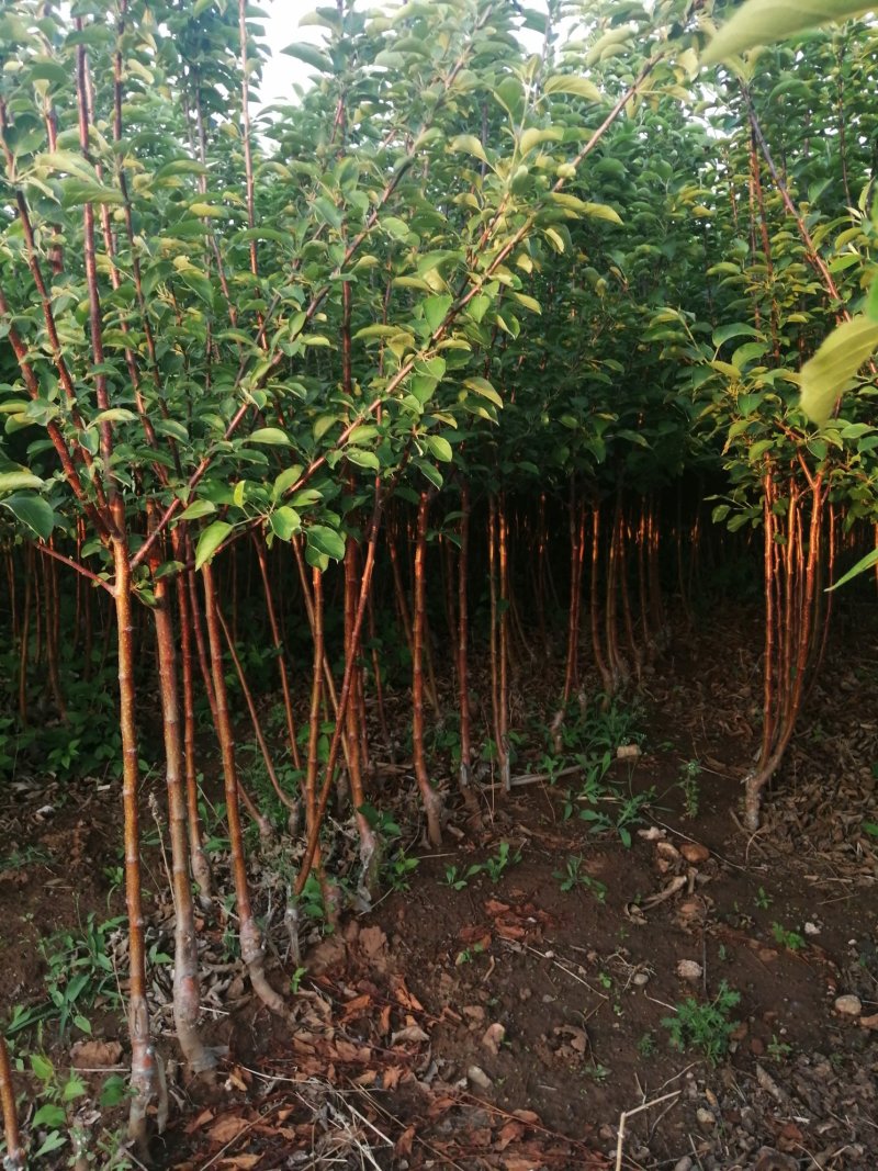 寒富苹果苗2020年秋季苗木预订