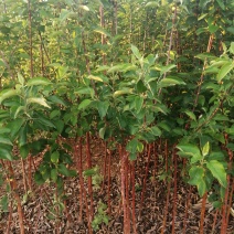 寒富苹果苗2020年秋季苗木预订