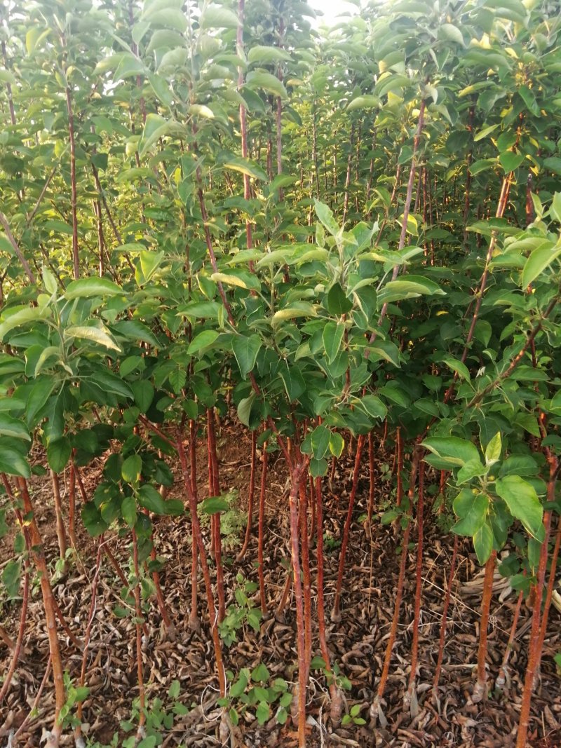 寒富苹果苗2020年秋季苗木预订