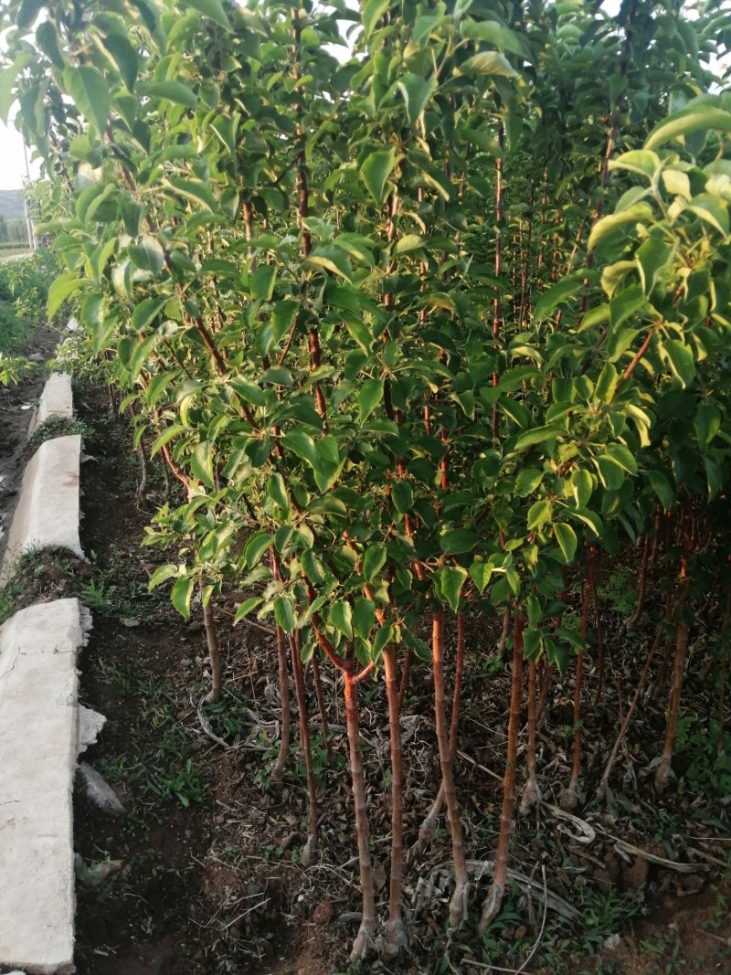 寒富苹果苗2020年秋季苗木预订