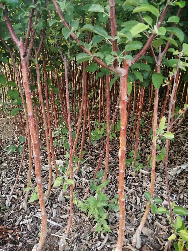 寒富苹果苗2020年秋季苗木预订