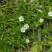 野生漆姑草