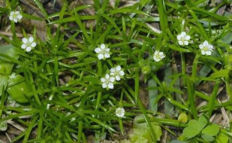 野生漆姑草