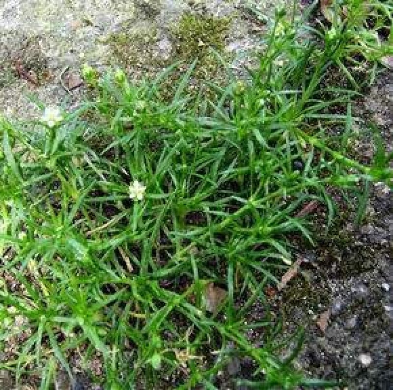 野生漆姑草
