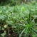 野生漆姑草