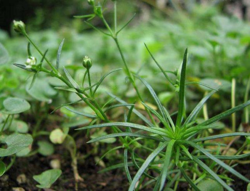 野生漆姑草