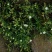 野生漆姑草