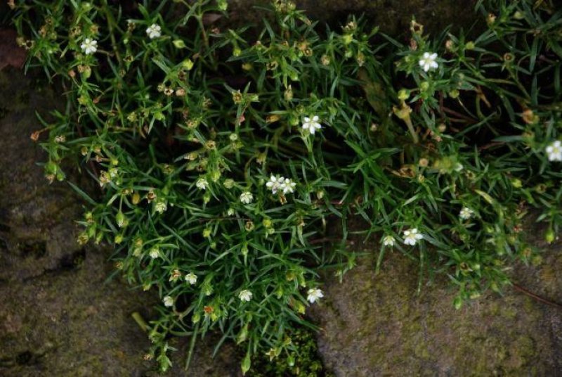 野生漆姑草