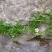 野生漆姑草