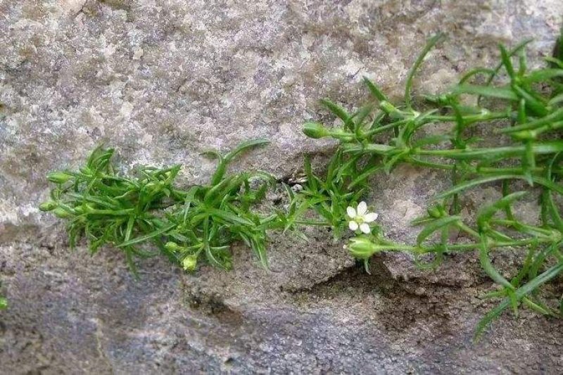 野生漆姑草