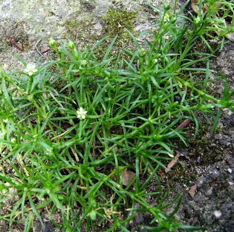 野生漆姑草