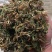 高山无农药无肥料野生金银花