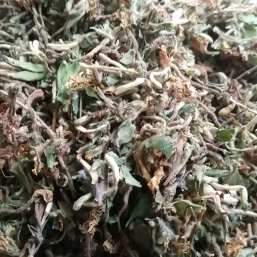 高山无农药无肥料野生金银花