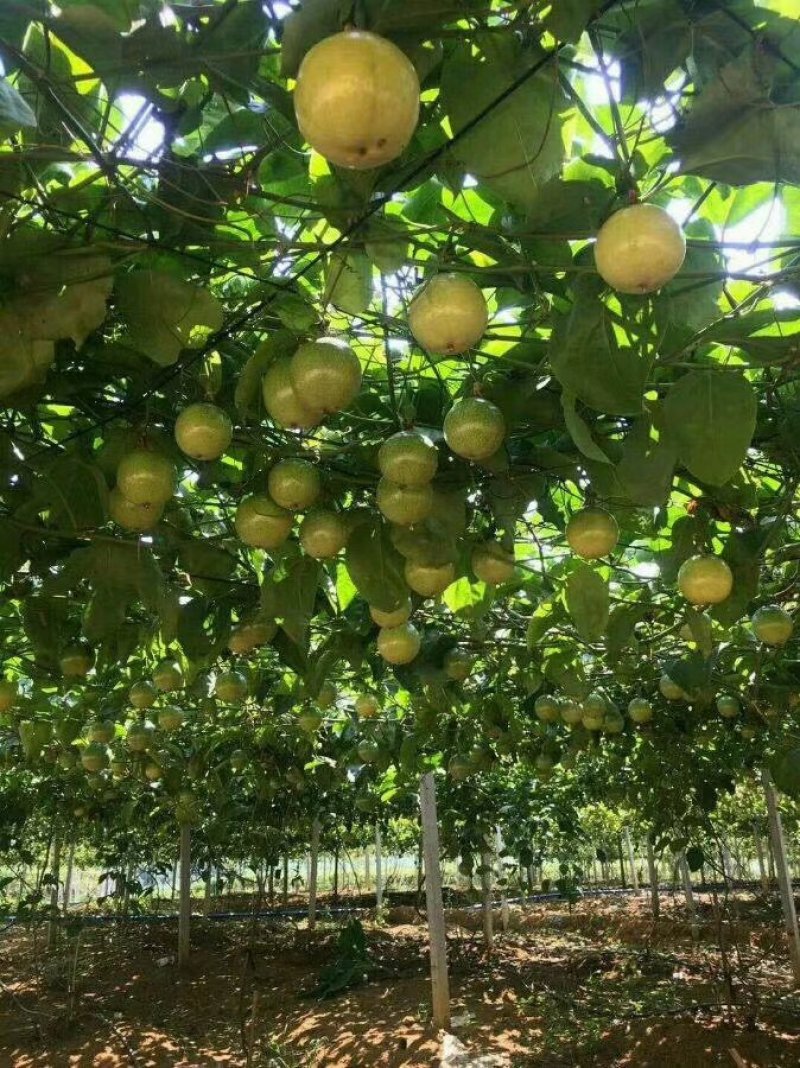 大果