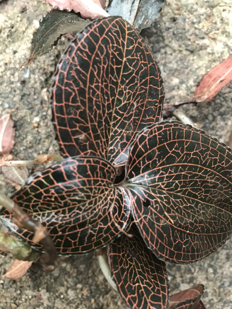 野生金线莲广西十万大山金线莲