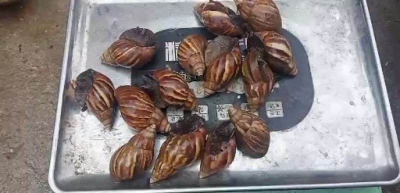 黑肉蜗牛，三螺，货源充足。