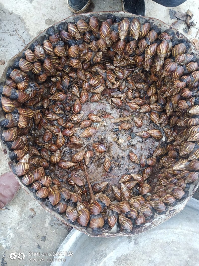 黑肉蜗牛，三螺，货源充足。