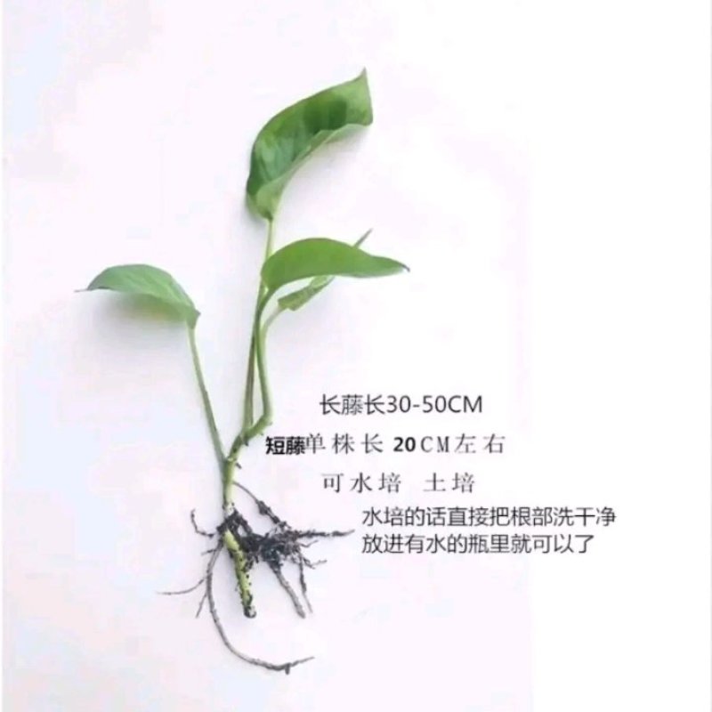 绿萝苗盆栽花卉室内除甲醛绿箩盆栽批发长藤大盆绿植批发盆栽