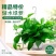绿萝苗盆栽花卉室内除甲醛绿箩盆栽批发长藤大盆绿植批发盆栽