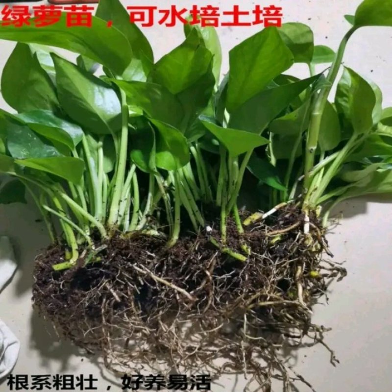绿萝苗盆栽花卉室内除甲醛绿箩盆栽批发长藤大盆绿植批发盆栽