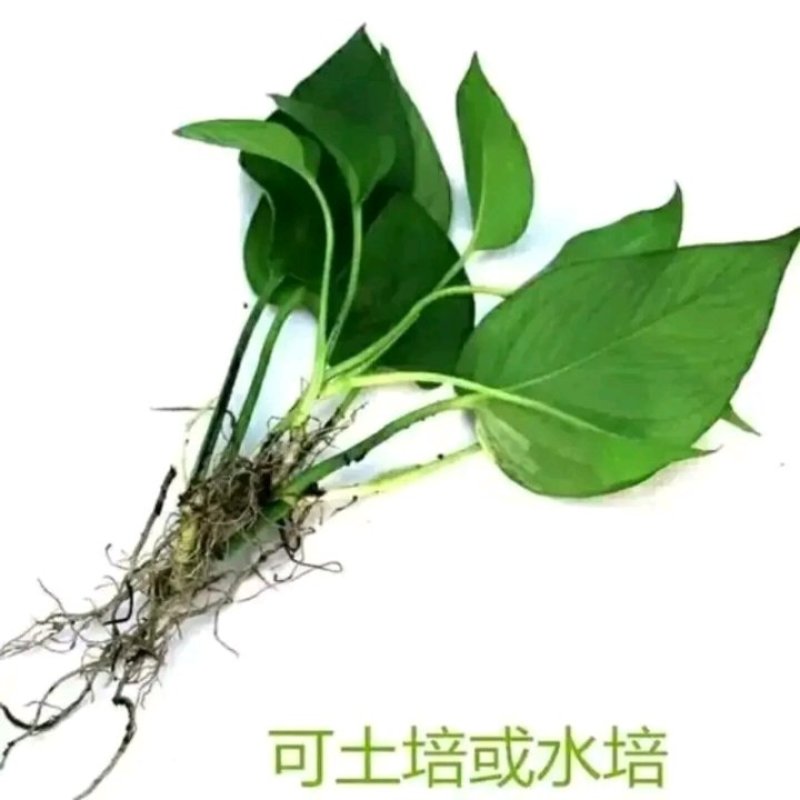 绿萝苗盆栽花卉室内除甲醛绿箩盆栽批发长藤大盆绿植批发盆栽