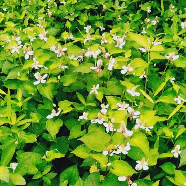 野生鱼腥草