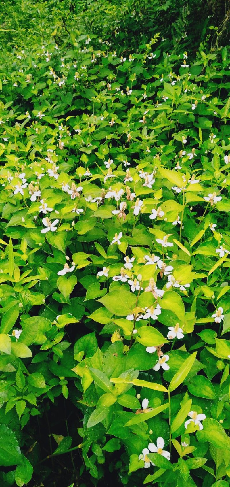 野生鱼腥草