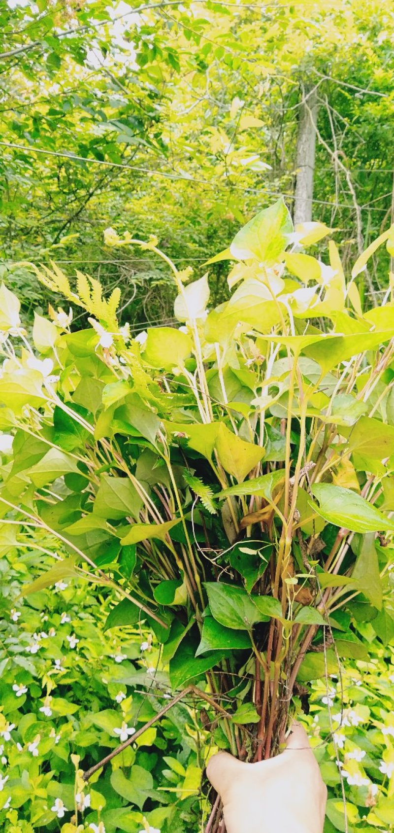 野生鱼腥草