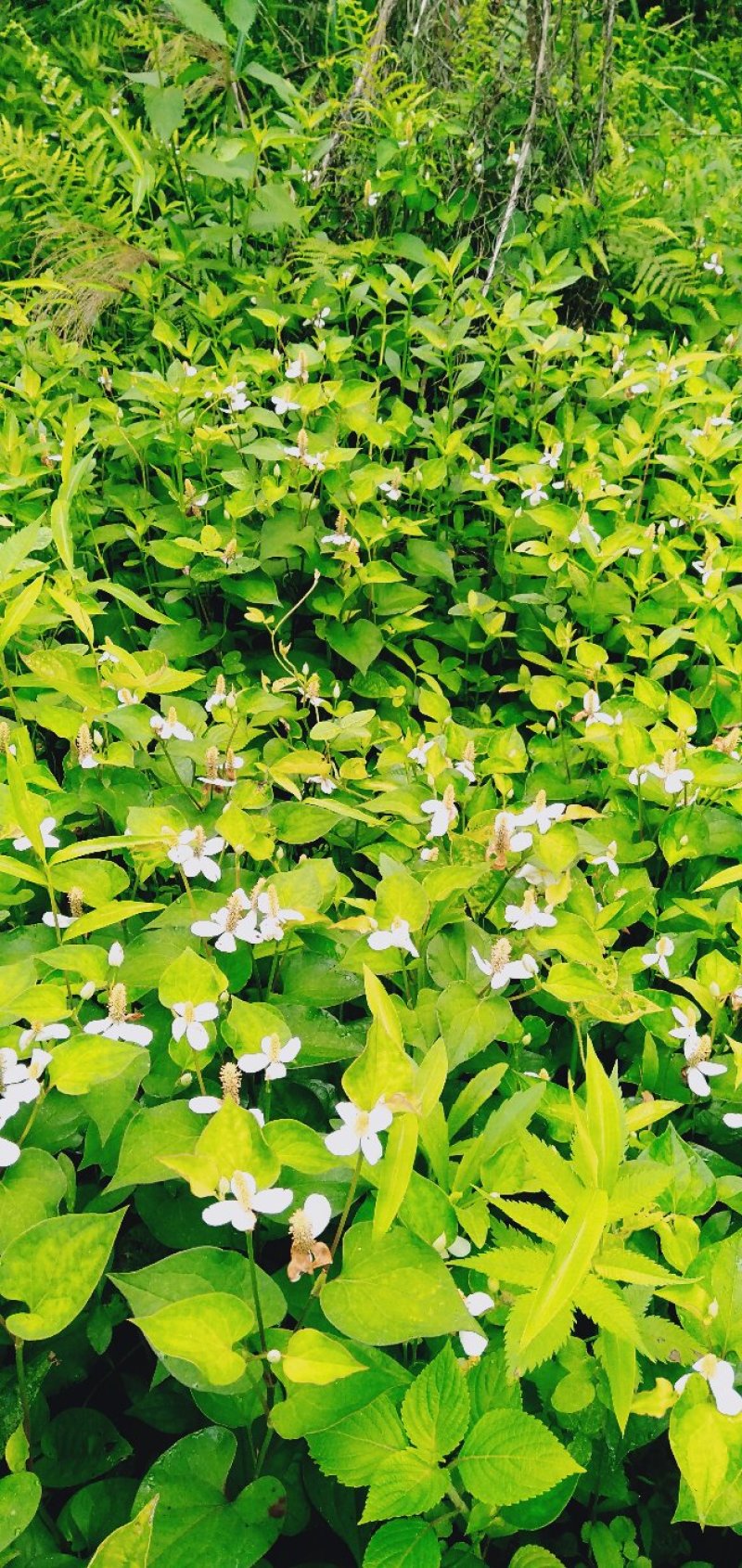 野生鱼腥草