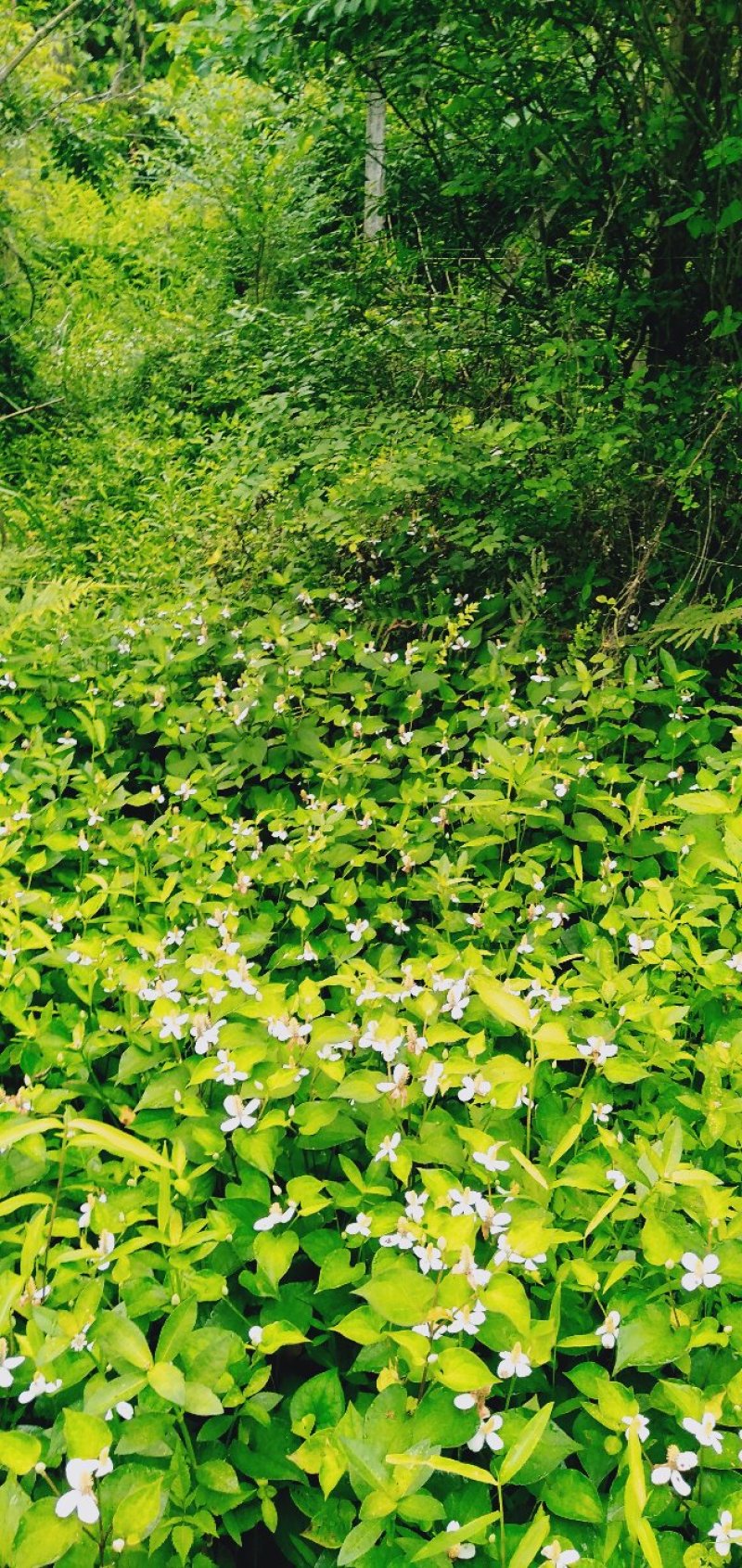 野生鱼腥草