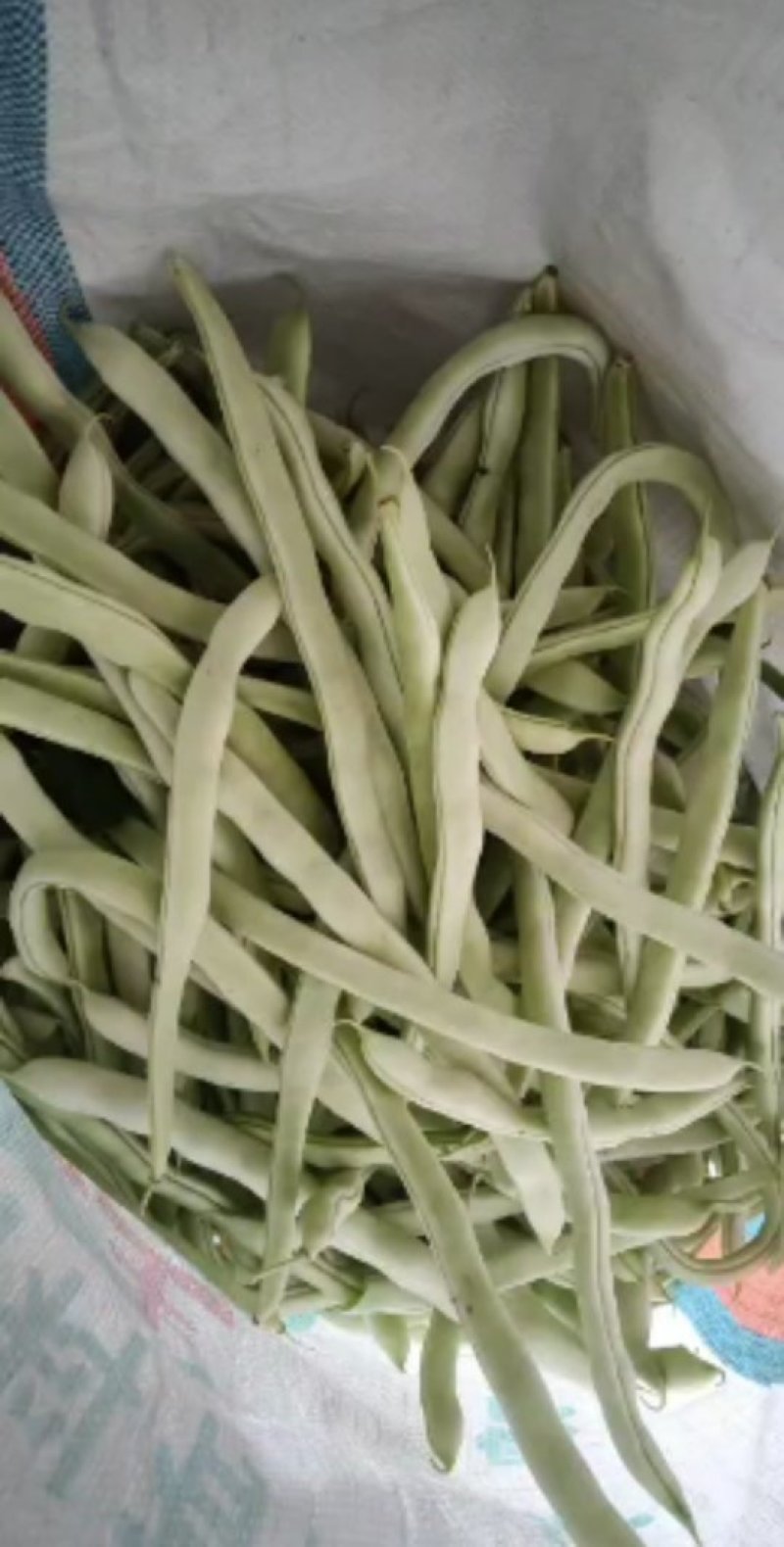 白豆角质量好价格合理诚信经营信誉第一。