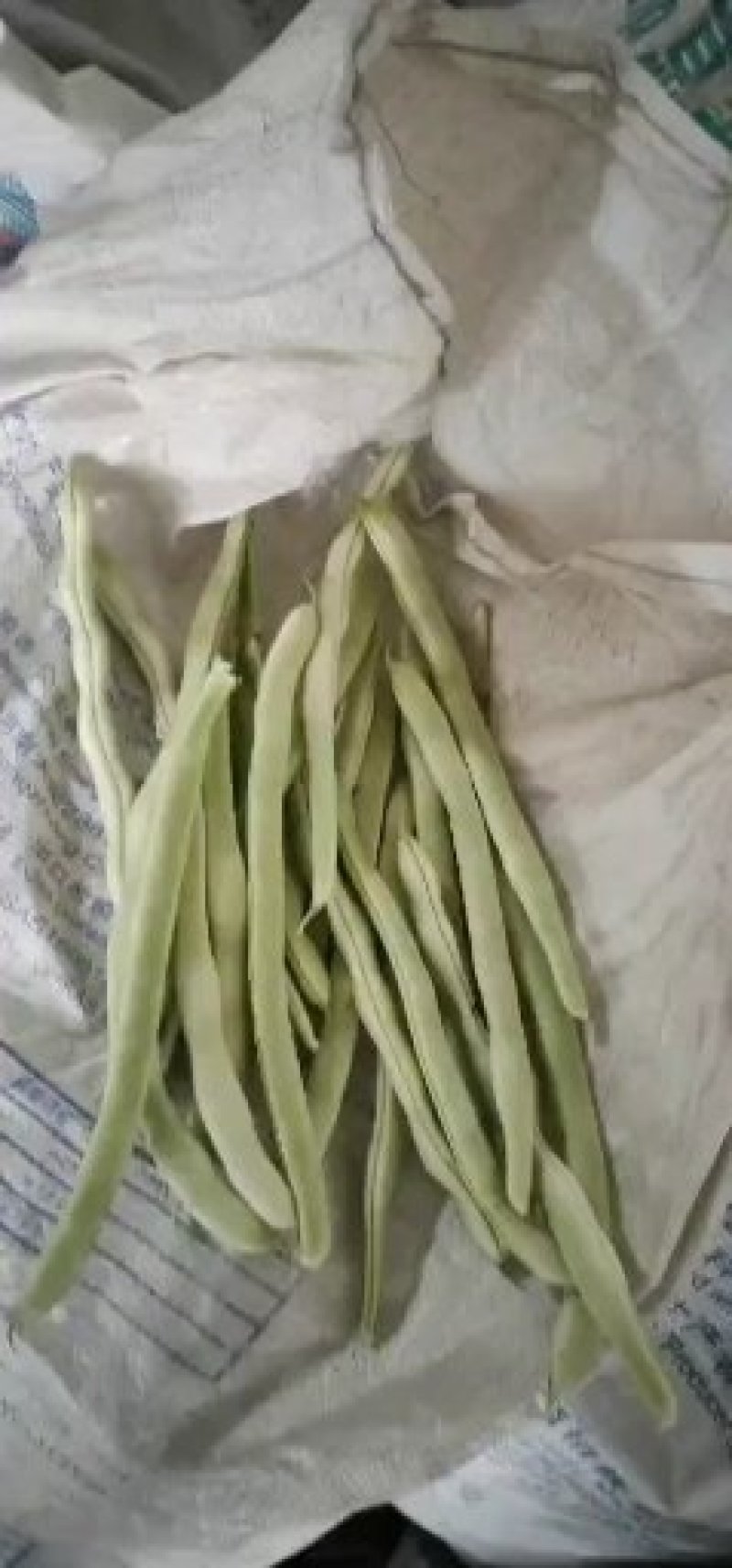 白豆角质量好价格合理诚信经营信誉第一。