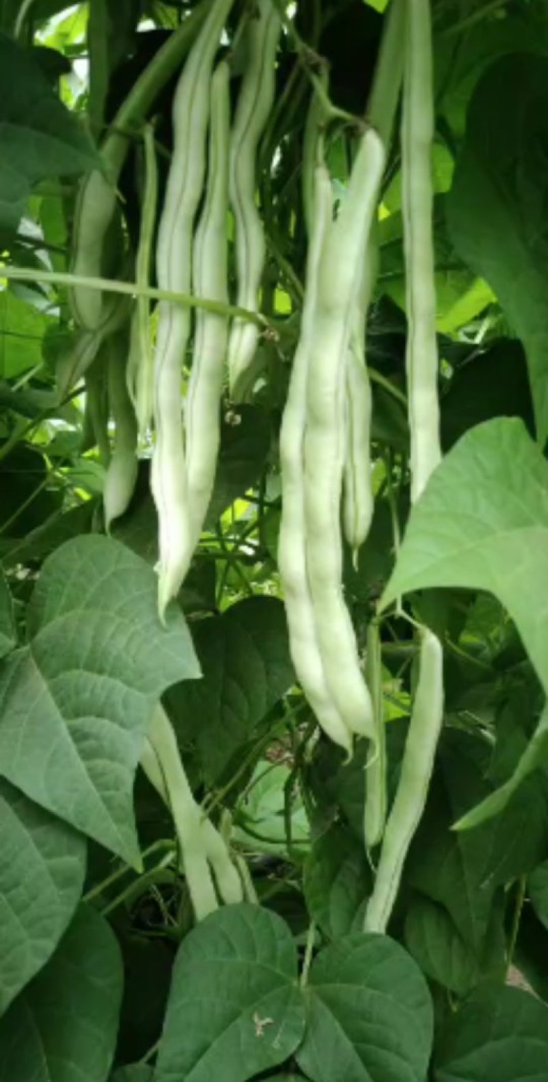 白豆角质量好价格合理诚信经营信誉第一。