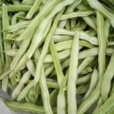 白豆角质量好价格合理诚信经营信誉第一。