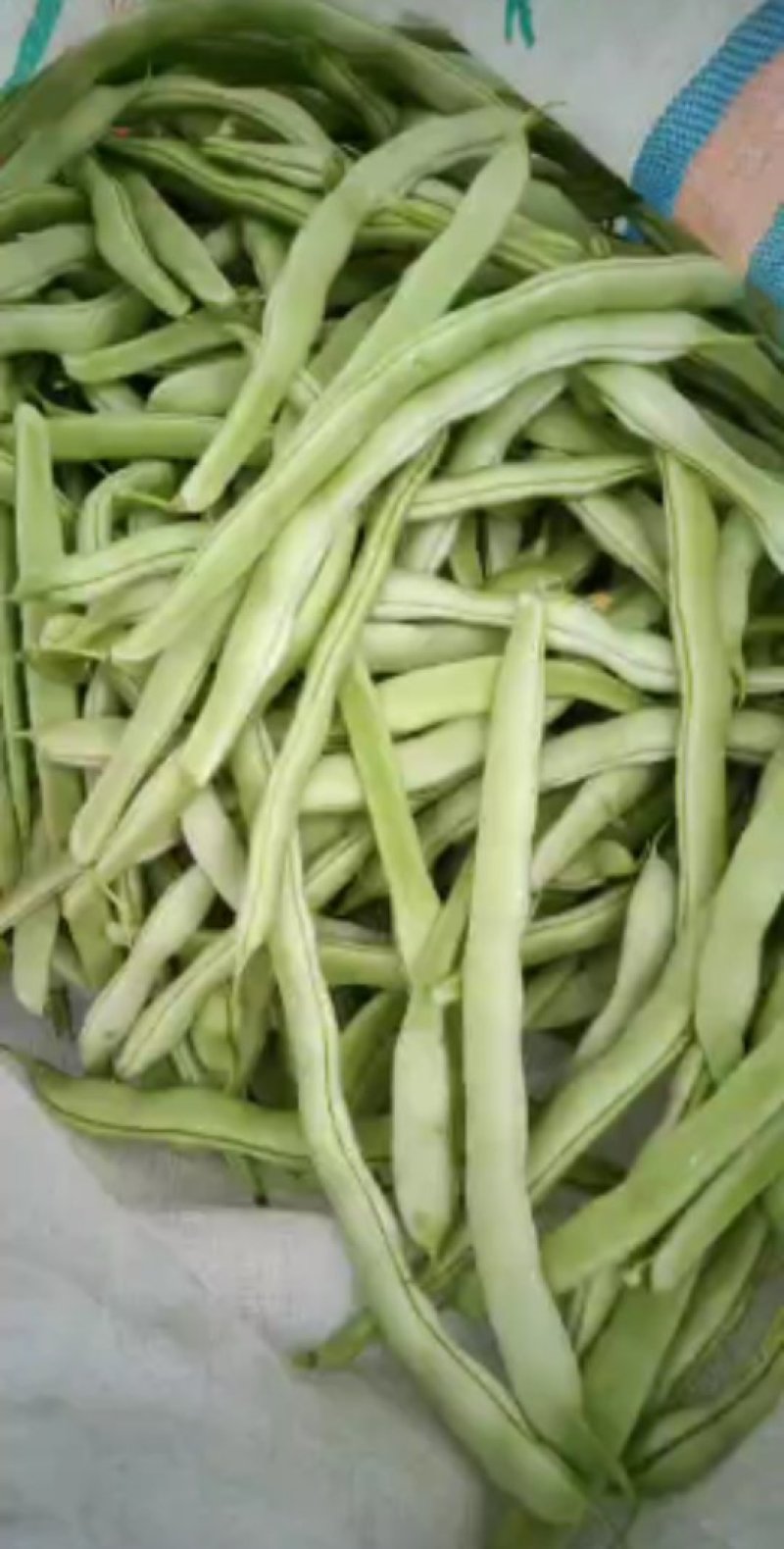 白豆角质量好价格合理诚信经营信誉第一。