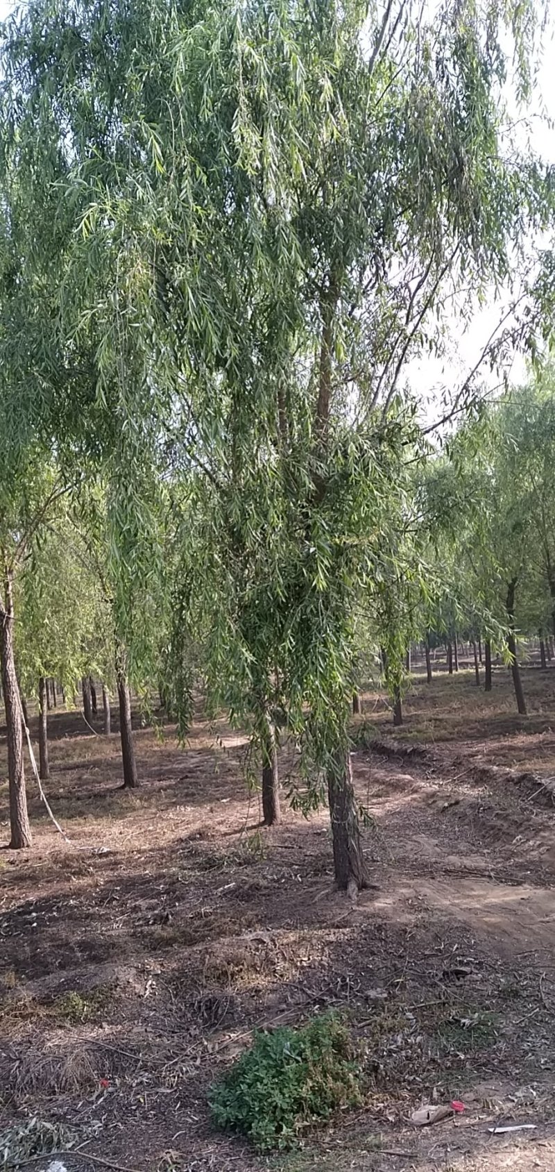 落叶乔灌木/绿化苗木/柳树/垂柳