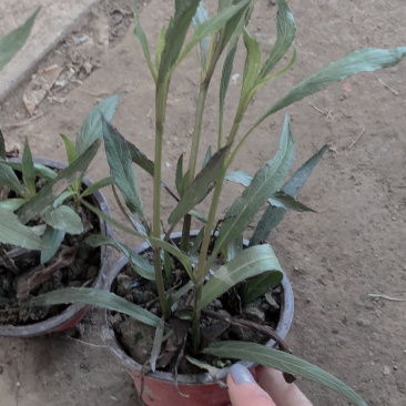 翠芦莉