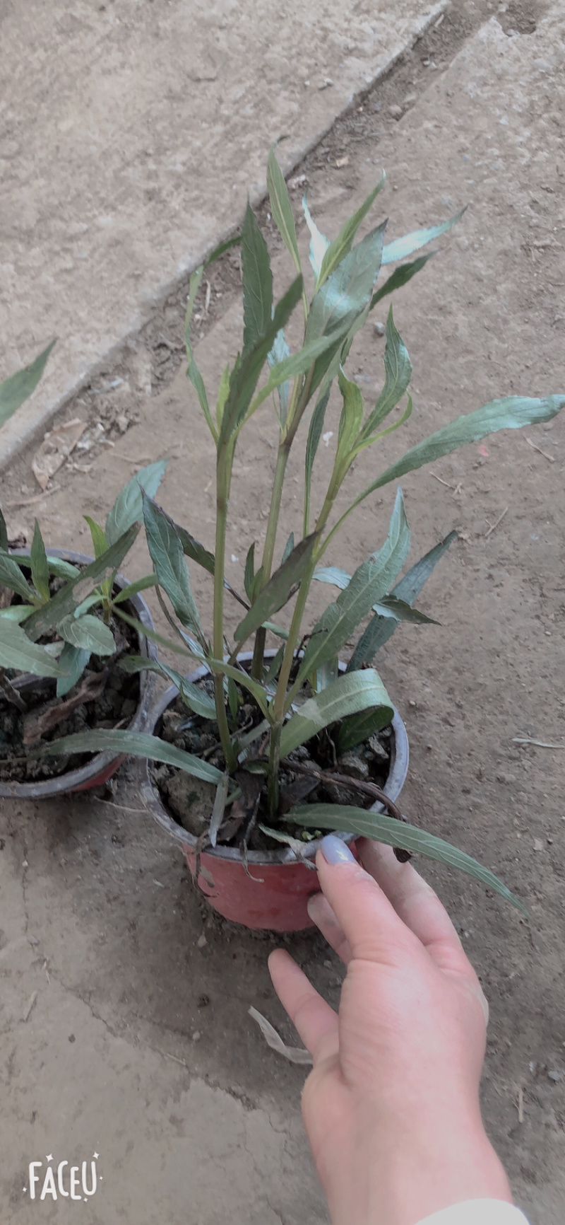 翠芦莉