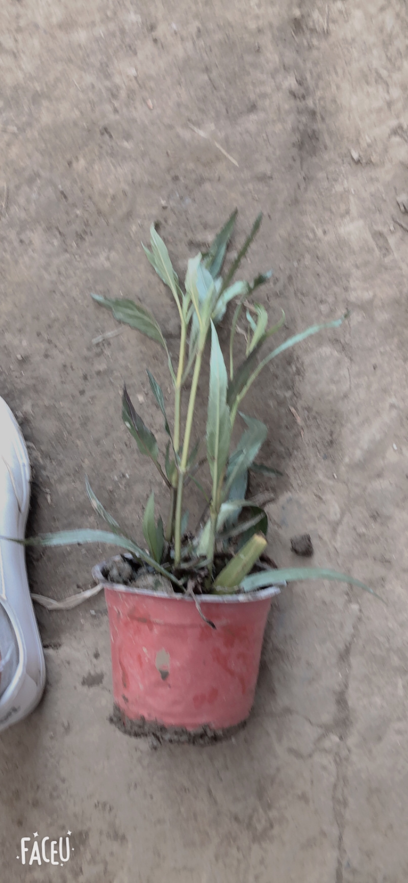 翠芦莉